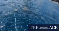 New bite-resistant shark suits put to the test