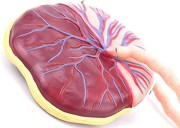 Científicos imprimen en 3D una miniplacenta: un avance en medicina reproductiva