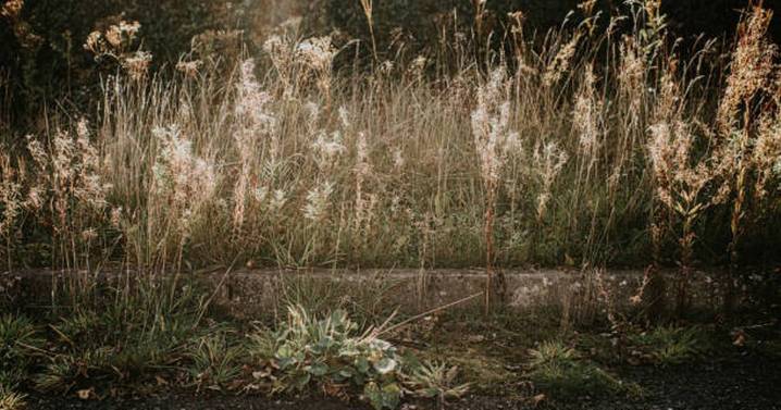 'It's like a jungle' - Bridge of Don residents vent frustration over reduced grass cutting