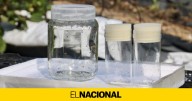 Avispas contra moscas: la guerra que comienza en el Maresme para erradicar una plaga