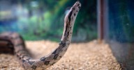 North Texas high school teacher fed live "ailing" kitten to classroom snake, Alvord ISD confirms