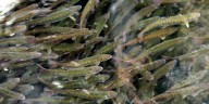 Salmon River Hatchery in Otis to limit operations due to loss of funding