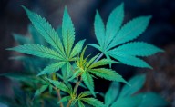 Duluth cannabis dispensary is state’s first ‘micro’ seller to open its doors … at 4:20 p.m. no less
