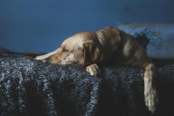 Día del Perro Adoptado: cómo elegir responsablemente a tu nueva mascota