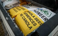 Carney's $370M canola incentives are missing the mark, says industry group president