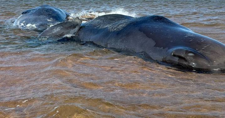 Two of three beached sperm whales in P.E.I. dead; condition of third deteriorating