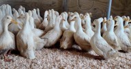 Bird flu reported in Anne Arundel County for third time in 2025