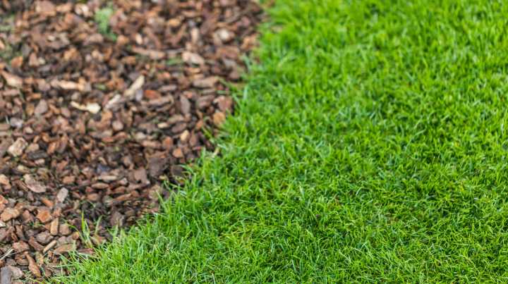 Is The Mulch Barrier In Your Yard Actually Attracting Ticks? Here's What We Know