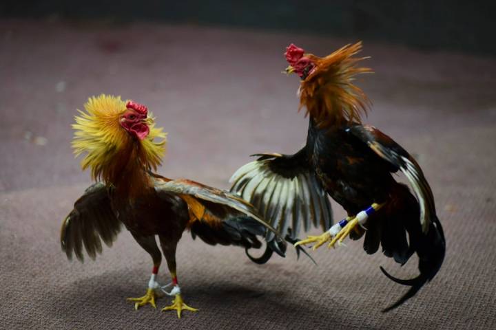 Oklahoma Gamefowl Commission to dissolve, pay $10K after settlement