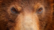 Terror en Yellowstone: oso ataca a turista de 29 años y lo deja gravemente herido