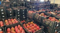 España espera este 2025 una cosecha récord de mangos, con el doble de toneladas que el año pasado