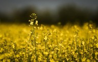 ‘Mercy of politics’: Canadian farmers weigh plans as Chinese tariff hits canola price