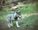 Opponents regroup after Colorado wolf reintroduction repeal falls short