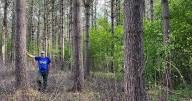 No Silver Bullet To Control Invasive Plants
