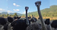Canadian Supreme Court halts cull of ostriches at farm, First Nations people to the rescue