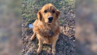 Iowa Dog Gone Missing For 5 Months Is Found Living In Corn Fields After Escaping Grooming