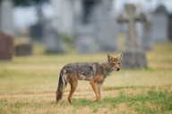 Why did Mountain View coyote snarl at worker who meant no harm?