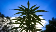 Un vecino de Pontevedra le reconoce tranquilamente a la policía que tiene mucha marihuana en el jardín porque "se dan bien"