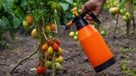 Una molécula que se rocía con un espray permite a los tomates resistir mejor la sequía