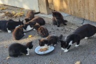 A feral colony of cats is slowly taking over a secondary school