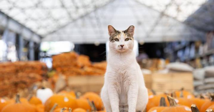 Francine the Lowe's cat is missing