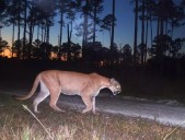 FWC Reports Latest Florida Panther Death, Highlighting Dangers Of Vehicle Collisions