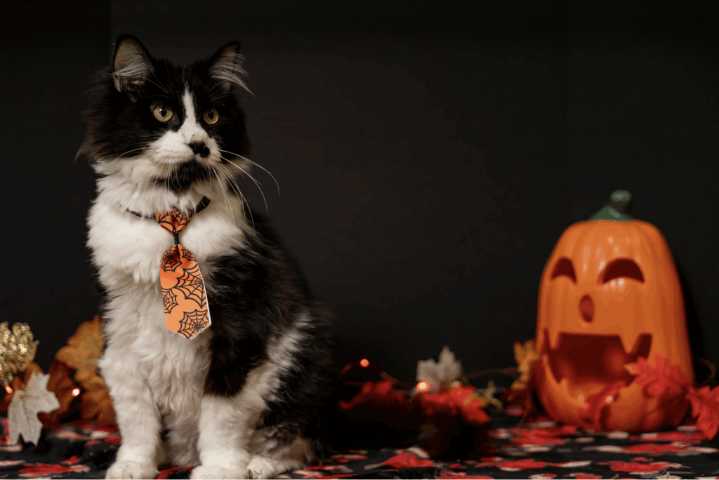 Sponsor spotlight: Inside Purrfect Pals’ Black Cat Ball — A tradition of saving cats’ lives