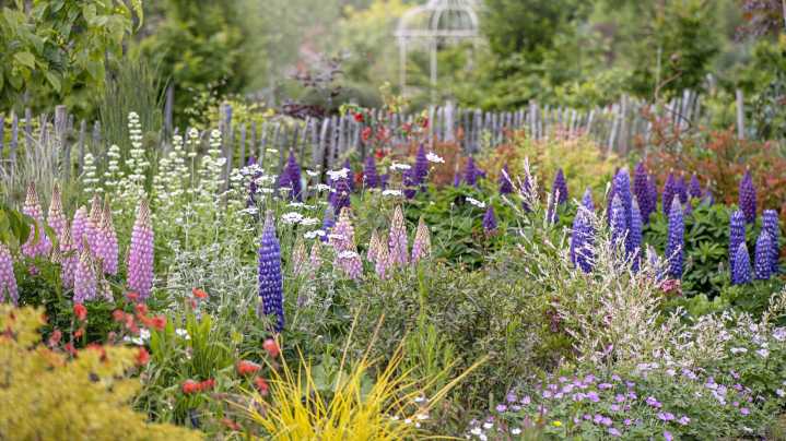 The Low-Maintenance Flowering Plant That Naturally Boosts Soil Health