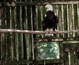 Bald eagle back in the wild after treatment at the von Arx Wildlife Hospital