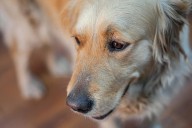 Golden Retriever's Response to Being Told Off Melts Hearts 