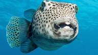 Investigation launched as hundreds of puffer fish found dead on Pilbara coast