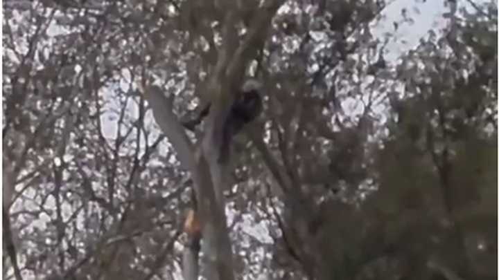 Bomberos de Pilar rescataron a un podador que no podía bajar de un árbol