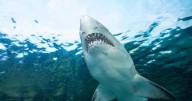Endangered Shark Meat Found in U.S. Grocery Stores, Study Says