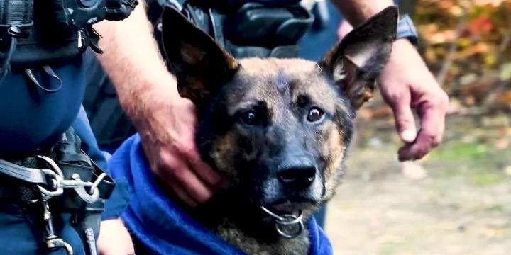 Police K-9 euthanized after being severely injured during a SWAT operation