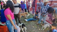 Esterilizan 250 mascotas en segunda campaña a bajo costo