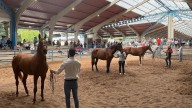 Ecunarcea elige a los mejores caballos de pura raza española y cruzados: “Hay buen nivel y animales muy interesantes”