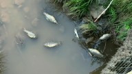 Saltwater Leak in Caddo County Linked to Disposal Well, Killing Livestock and Wildlife
