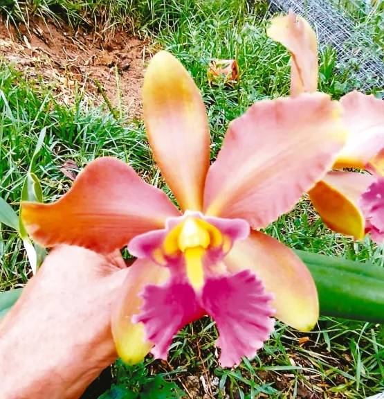 Centenario El Territorio: De Oberá y con registro en Inglaterra, una flor única del Guardián de las Orquídeas