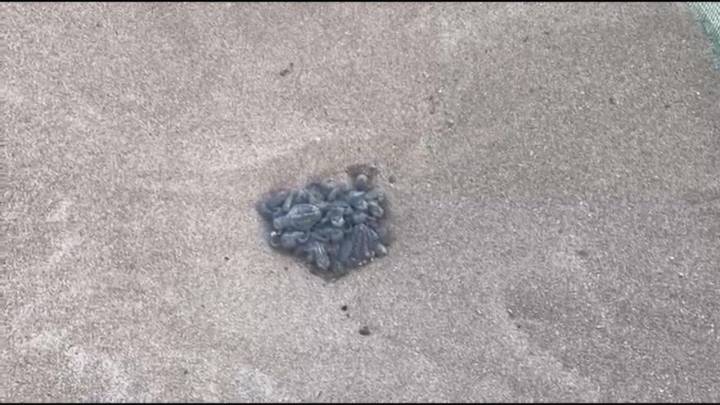 El prodigio en Dénia: nacen otras 62 tortugas en el tercer nido de los cuatro de Diana