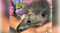 Owasso's Long Tail Farm locates missing emu