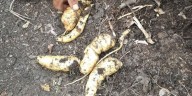 Midis busca que Programa de Alimentación Escolar brinde productos locales