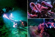 Fans say goobye to beloved California octopus as she cares for eggs in final stage of life