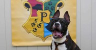 Welcome to Pawgwarts, where shelter dogs are sorted by heart, not by breed