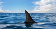 Tiburón mata a un bañista cerca de Sydney en Australia
