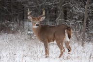 ND Sets Youth Deer Season Dates And Guidelines