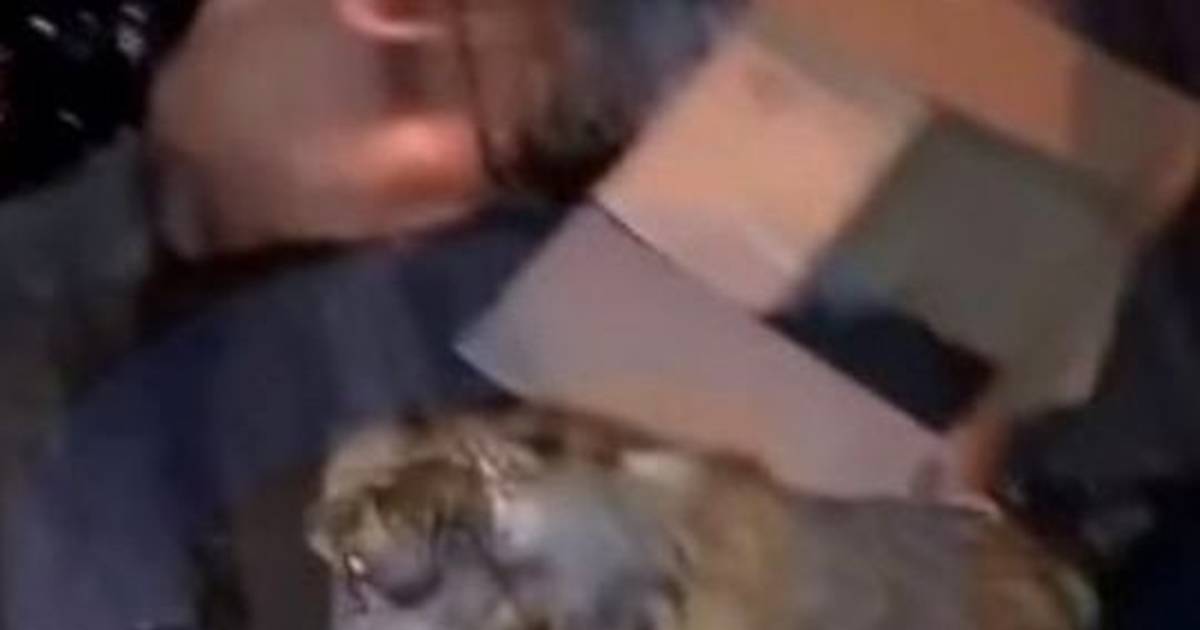 Aberrante: arrojaron a una perrita en una bolsa para que la lleve el camión compactador