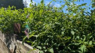 Tips For Growing A Late-Summer Garden For Fall Harvest