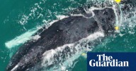 Mother and baby whale trapped in shark net off Queensland’s Rainbow Beach