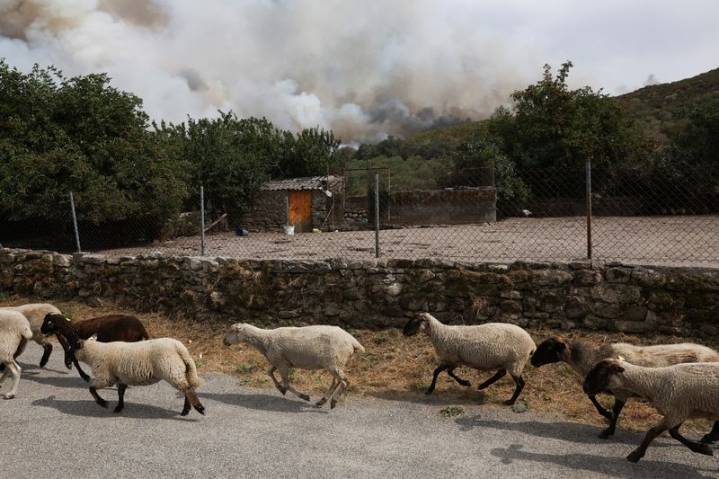 Spain’s summer of wildfires fuels calls for better forest management