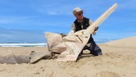 A Large Sawfish, Thought To Be Locally Extinct, Washes Up On Beach Unexpectedly